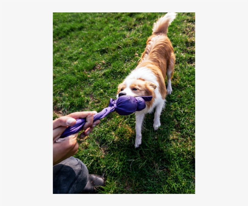 Dog Catches Something, transparent png download