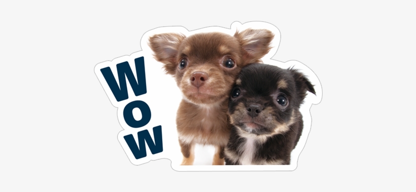 Wow - Dog, transparent png download