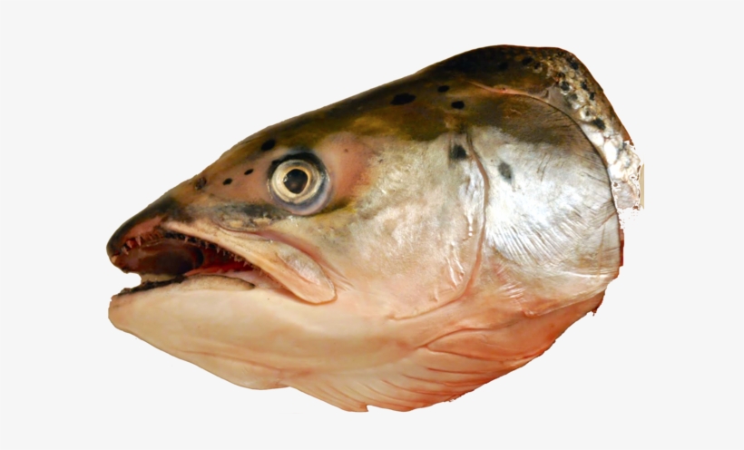 Fish Head Png - ראש דג ראש השנה, transparent png download