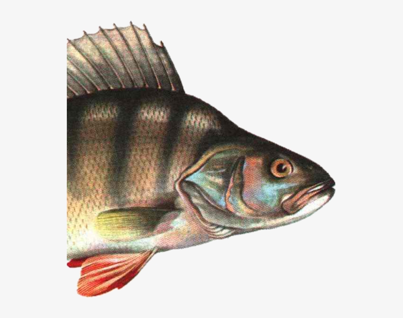 Bleed Area May Not Be Visible - Fish, transparent png download