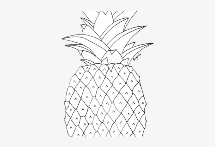 Drawn Pineapple Transparent - Pineapple Pictures To Colour, transparent png download