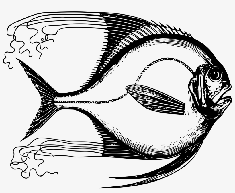 Big Image - Fish 5'x7'area Rug, transparent png download