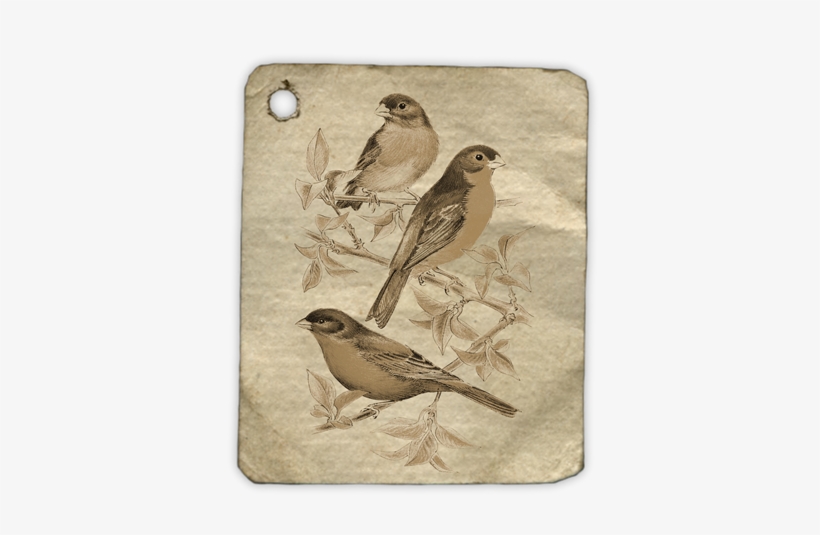 I - Bird, transparent png download