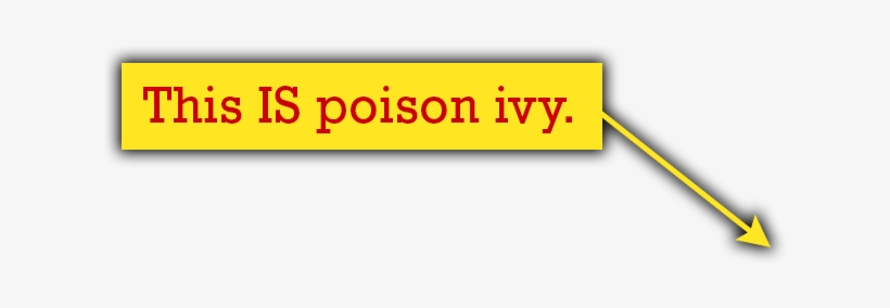 Quiz Thorns - Quiz, transparent png download