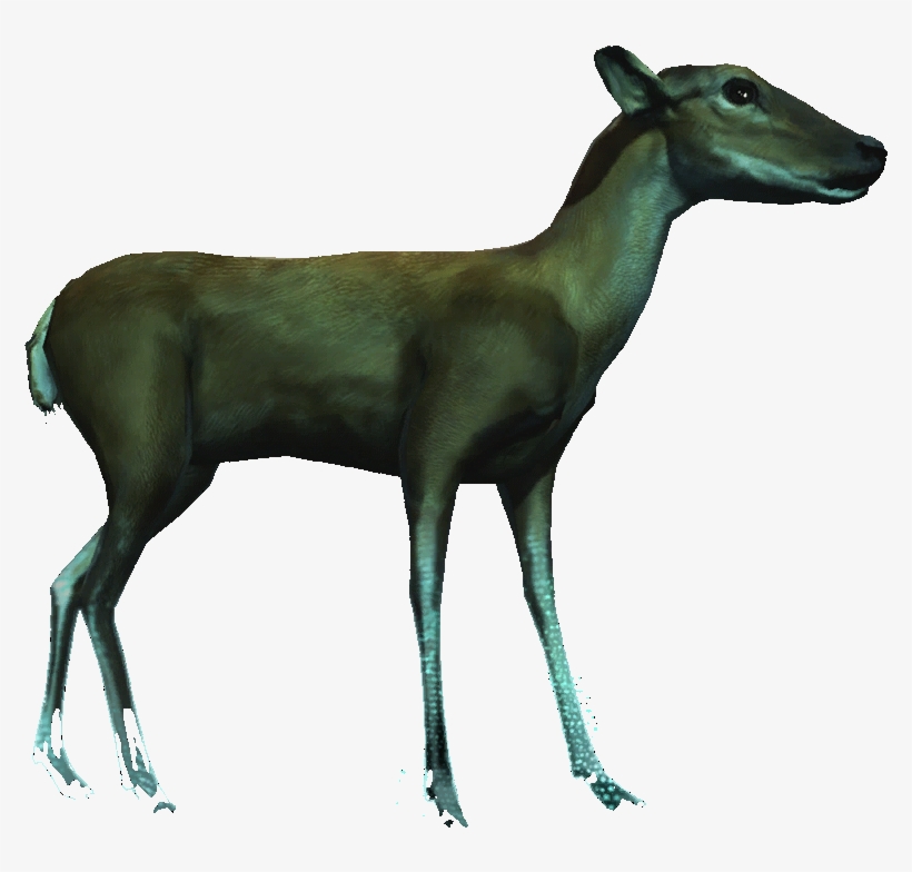 Members Of The Zoological Order Artiodactyls, Various - Assassin's Creed Iv: Black Flag, transparent png download