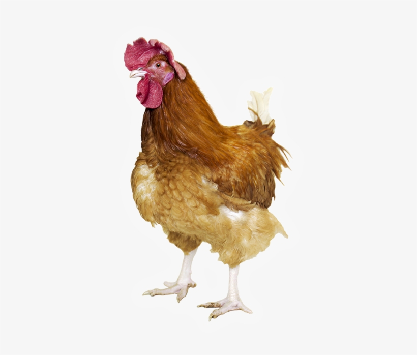T55 Coloured Rooster For Breeding Farmer Market, Label - Poulet Cs Go Png, transparent png download
