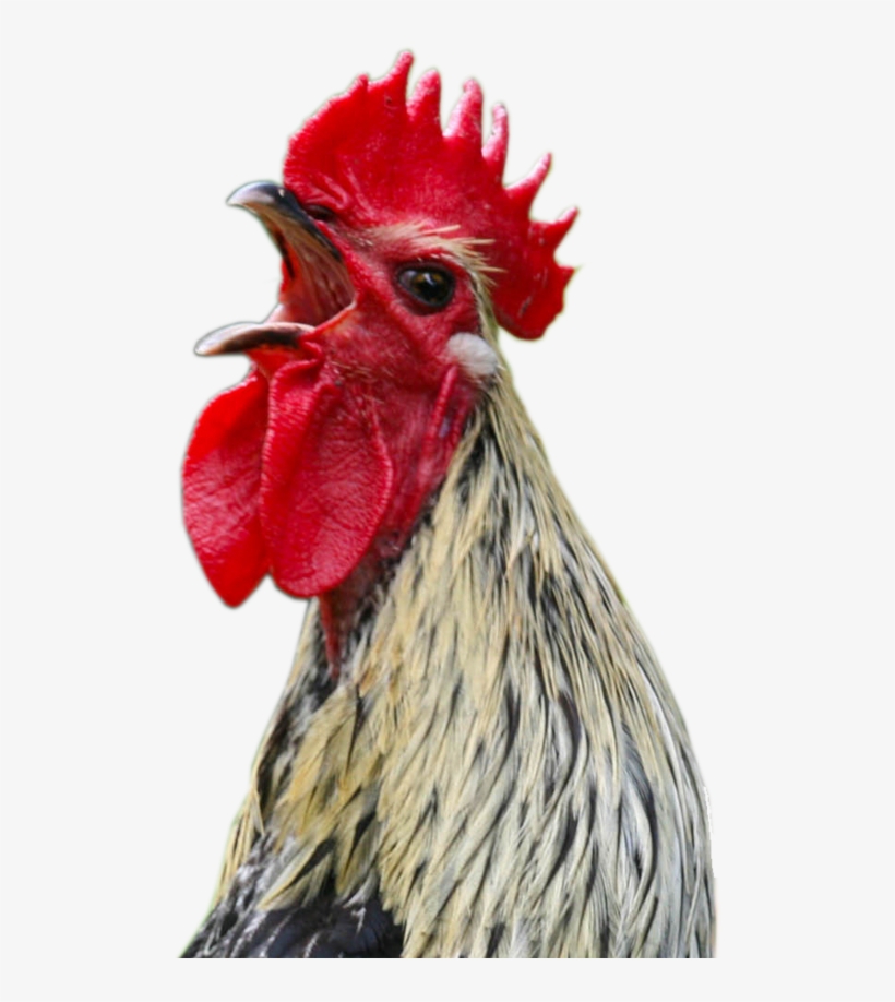 Cock Png - Chicken Screaming Png, transparent png download
