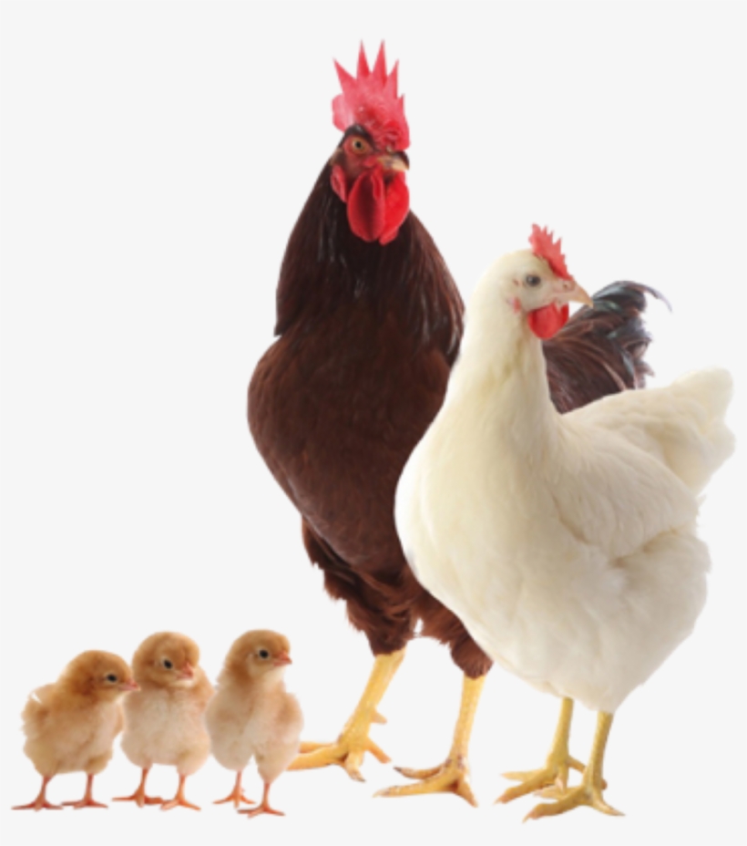 Layer Breeds - Ouderdieren Van Leghennen, transparent png download