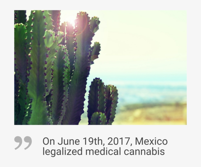 Mexico Cannabis Market - Blurry Cactus Backpack By Xochrisco, transparent png download