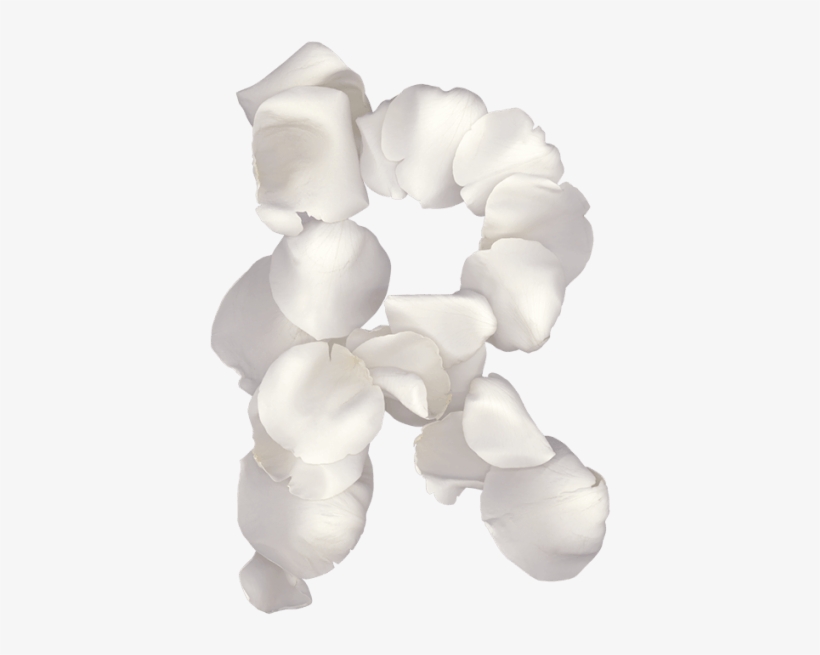 Rose White Font - Bracelet, transparent png download