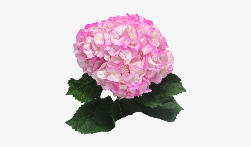 White Hot Pink Petals - Pink Petals, transparent png download