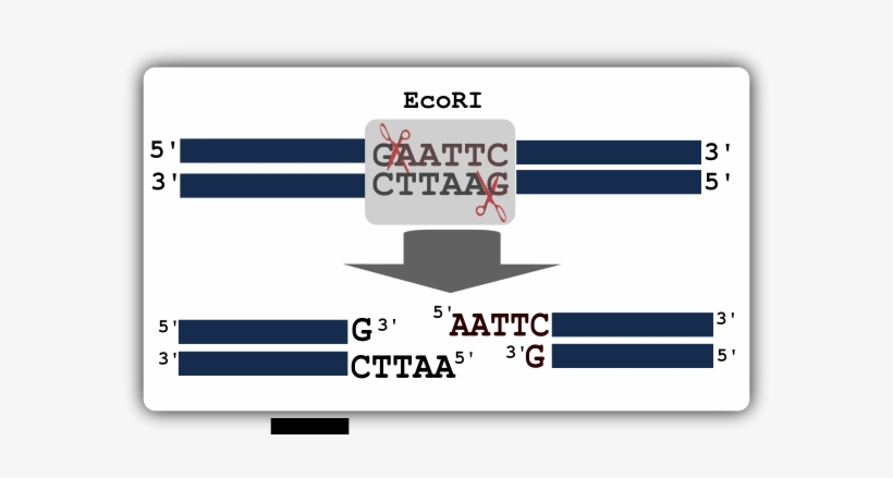 Illustration Of Restriction Digestion Clipart Png - Restriction Digestion, transparent png download