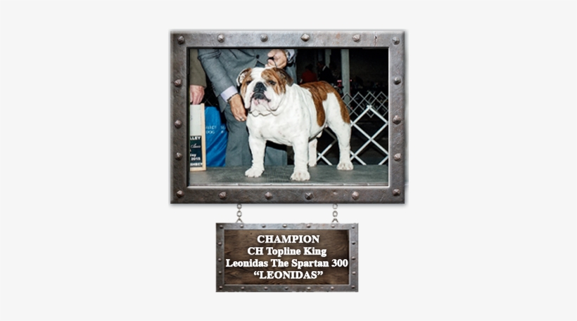 Leonidas X Coco Puppies Due June 3rd - Leonidas I, transparent png download