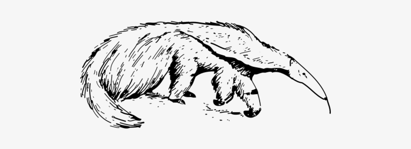 Picture Free Stock Mammal Ant Eater Fauna - Anteater Black And White, transparent png download