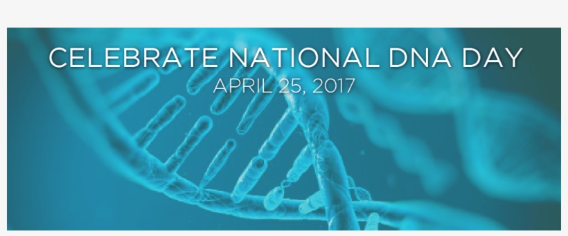 Does Dna Really Look Like, transparent png download