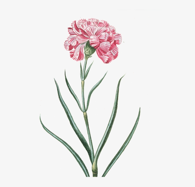 Flower, Pink, Transparent, Vintage, Pink Flowers - Flower Transparent, transparent png download