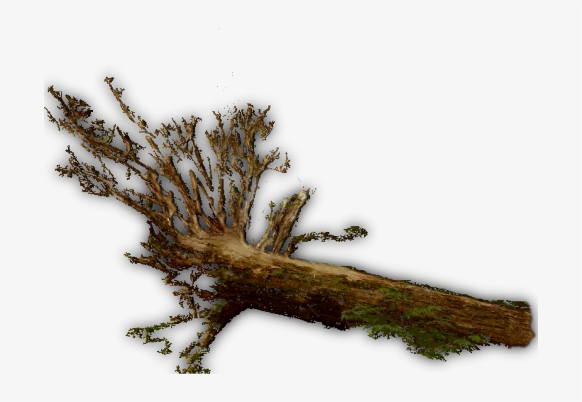 Fallen Tree Jrl - Tree Dundjinni, transparent png download