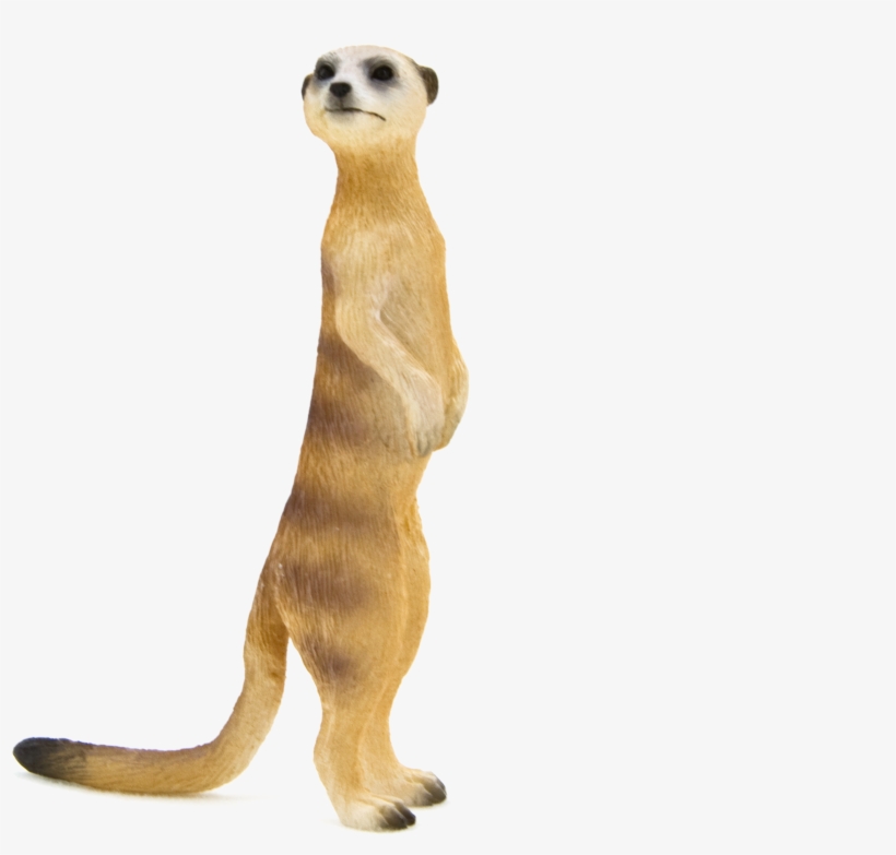 Meerkat, transparent png download