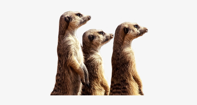 Meerkats - Meerkats Transparent Background, transparent png download