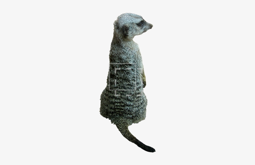 Parent Category - Meerkat, transparent png download