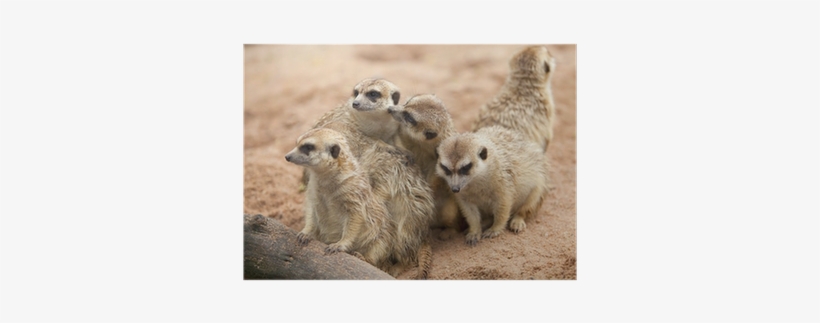 Meerkat, transparent png download