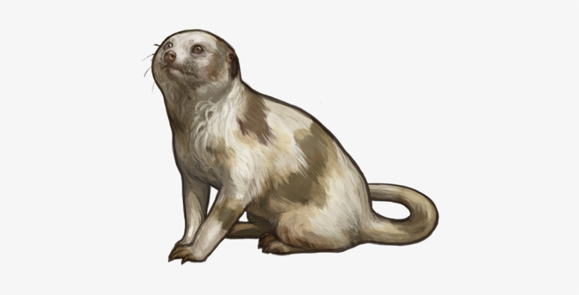 Meerkat 162kb Sep 17 2013 - North American River Otter, transparent png download