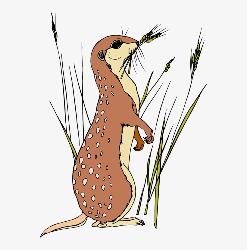 Free Meerkat Clipart - Meerkat Coloring Pages, transparent png download
