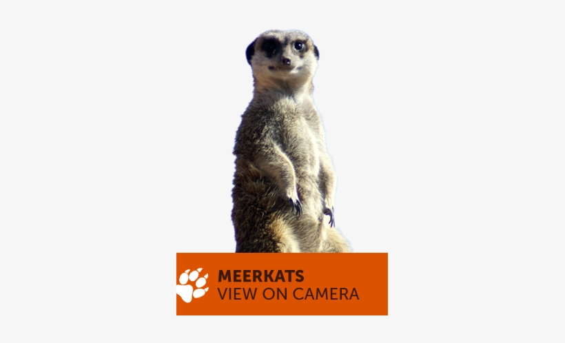 Animal Cams - Camera, transparent png download