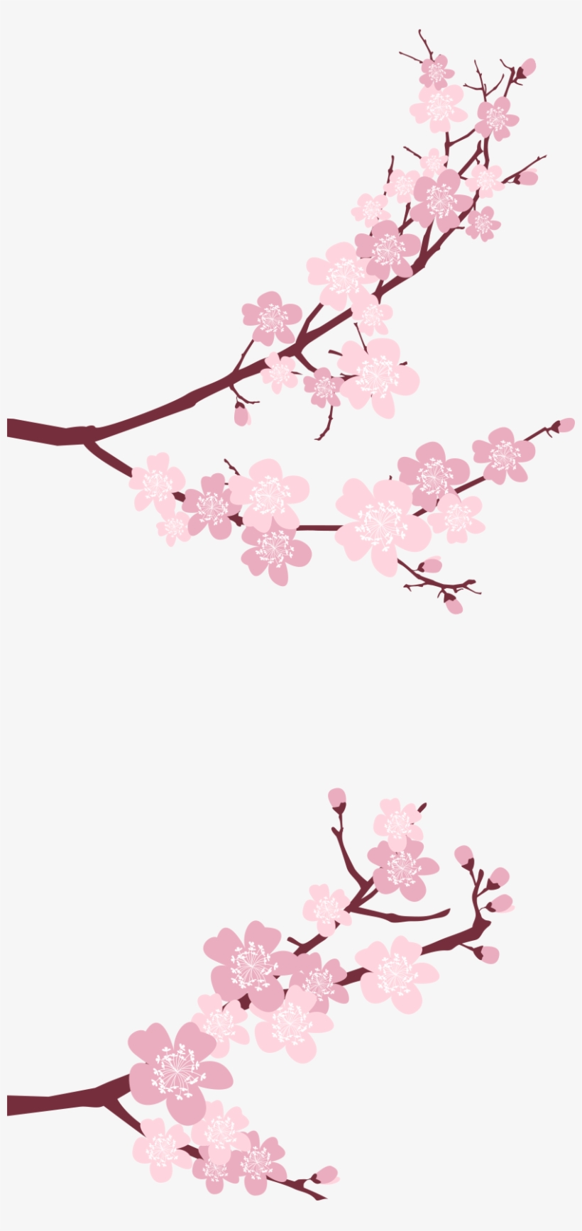 Cherry Blossom, transparent png download