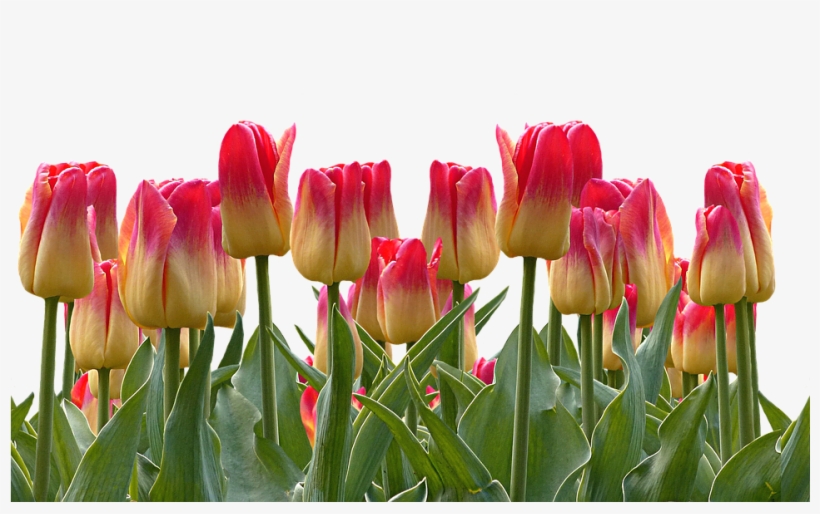 Tulips, Spring, Easter, Nature, Flowers, Blossom, Bloom - Cafepress ! Samsung Galaxy S8 Case, transparent png download