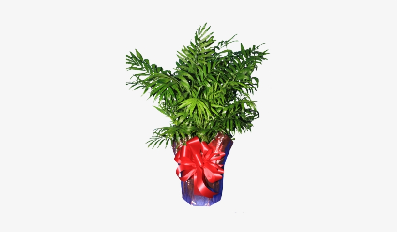 Palm Plant - Grass, transparent png download