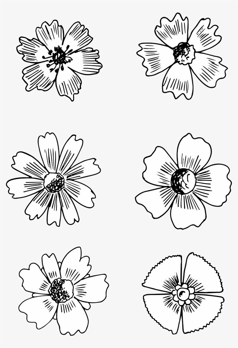 And White,isolated,filigree, - Drawing, transparent png download