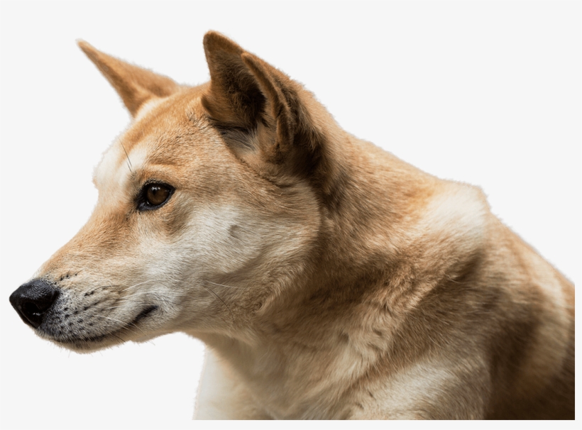 Dingo Png, transparent png download