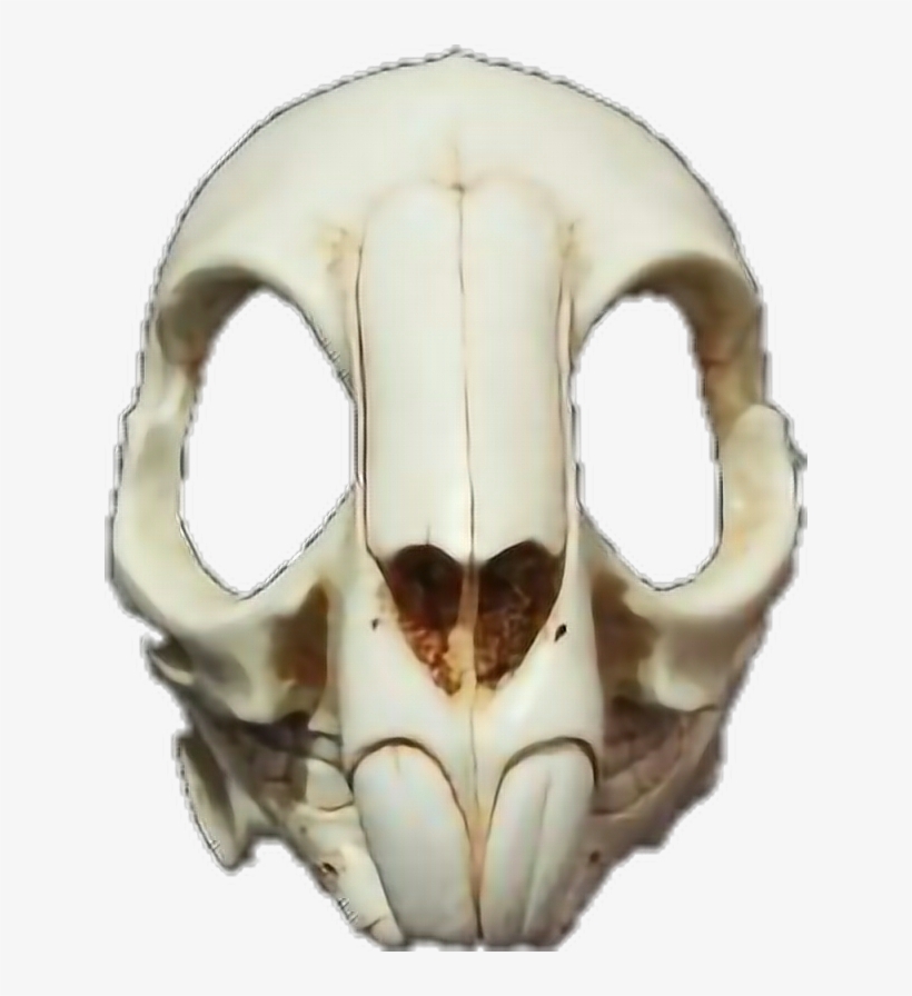 Report Abuse - Rabbit, transparent png download