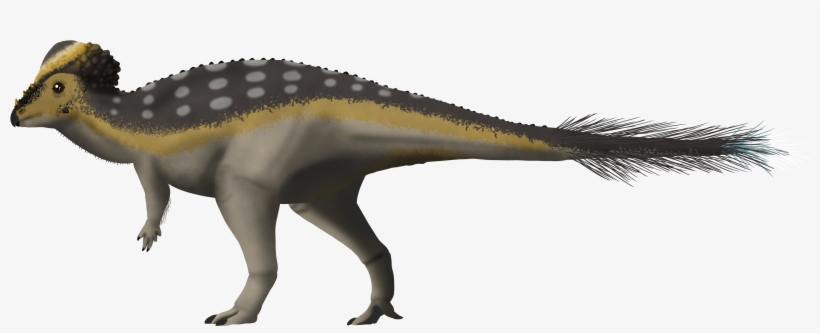 Pachycephalosaurus V5 Transparent - Pachycephalosaurus Feathers, transparent png download