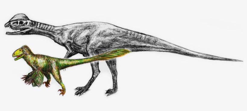 Dilophosaurus - 6m - Dilophosaurus, transparent png download