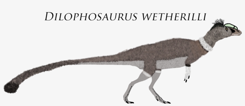 “ Dilophosaurus Wetherilli By Alpha Dilophosaurus ” - Velociraptor, transparent png download