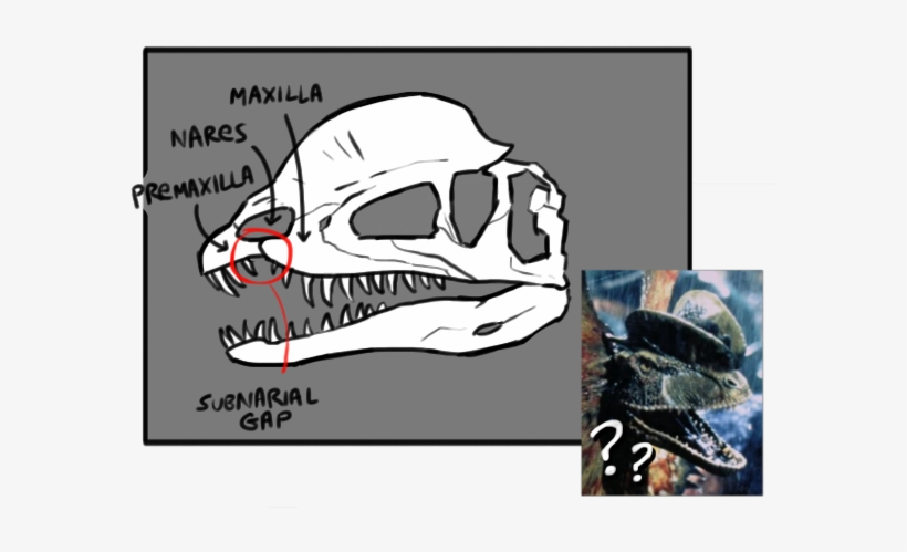 If I Remember Correctly Crichton Only Got The Idea - Skull, transparent png download