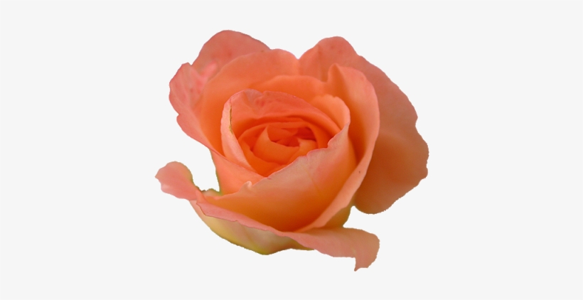 Yellow Flower Crown Transparent Peach Rose - Peach Rose, transparent png download