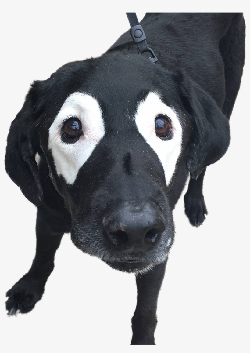 Add Image - Venom Pet, transparent png download