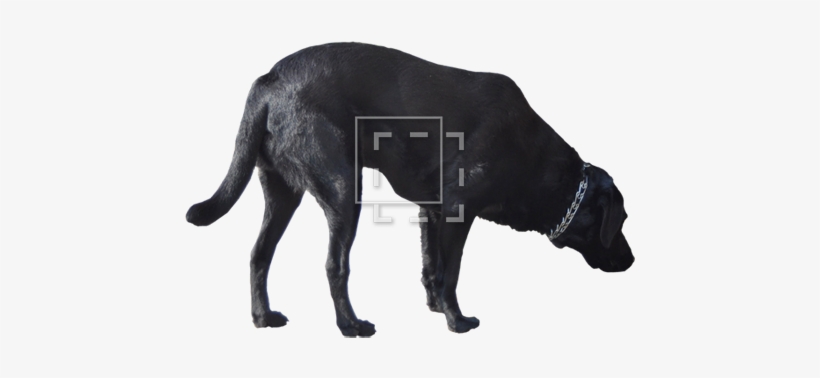 Cutout People - Labrador Retriever, transparent png download