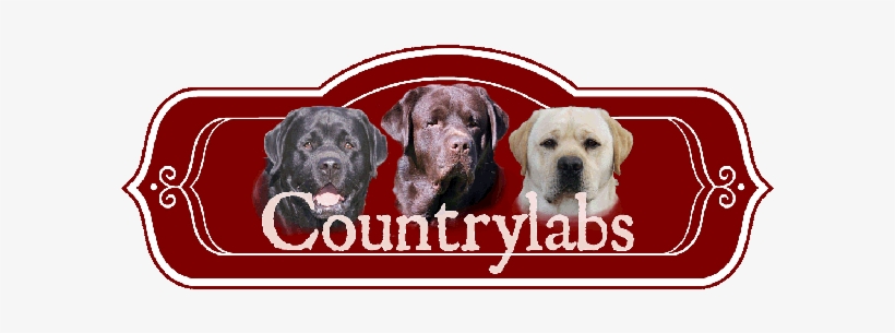 Yellow Lab, Chocolate Lab, Black Lab, Fox Red Lab Puppies - Labrador Retriever, transparent png download