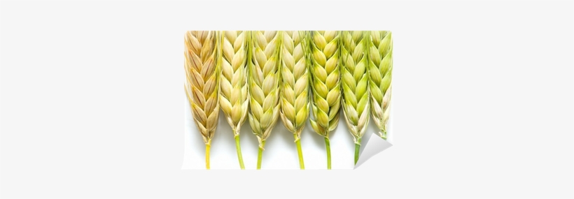 Tell Wheat From Barley, transparent png download