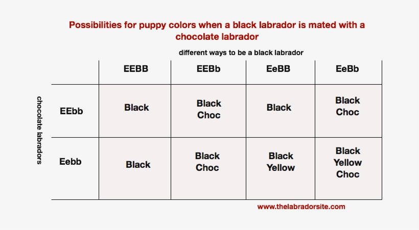Finally, We'll Look At The Last Possible Combination - Types Of Labradors Colors, transparent png download