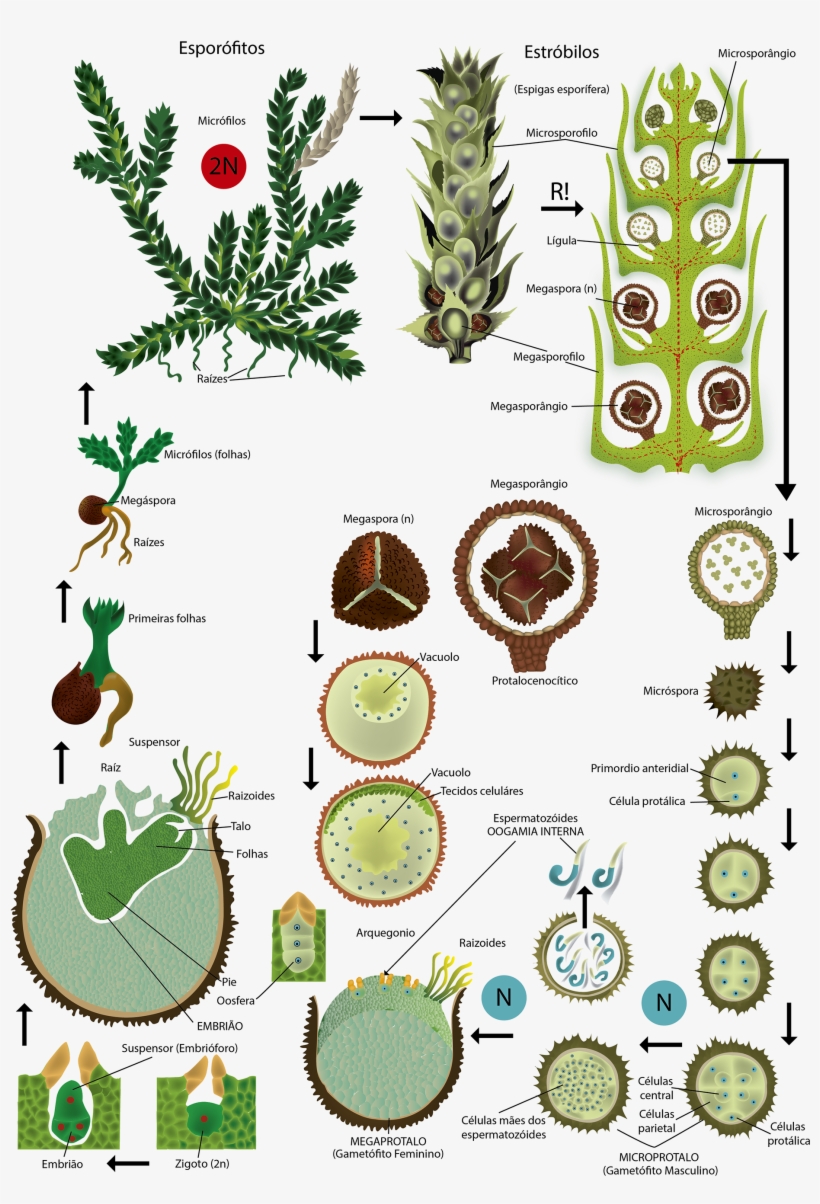 Series Of Scientific Illustrations For School Books, transparent png download