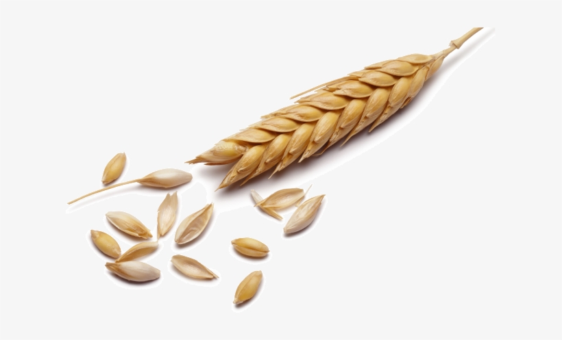 Espiga - Wheat Seed, transparent png download
