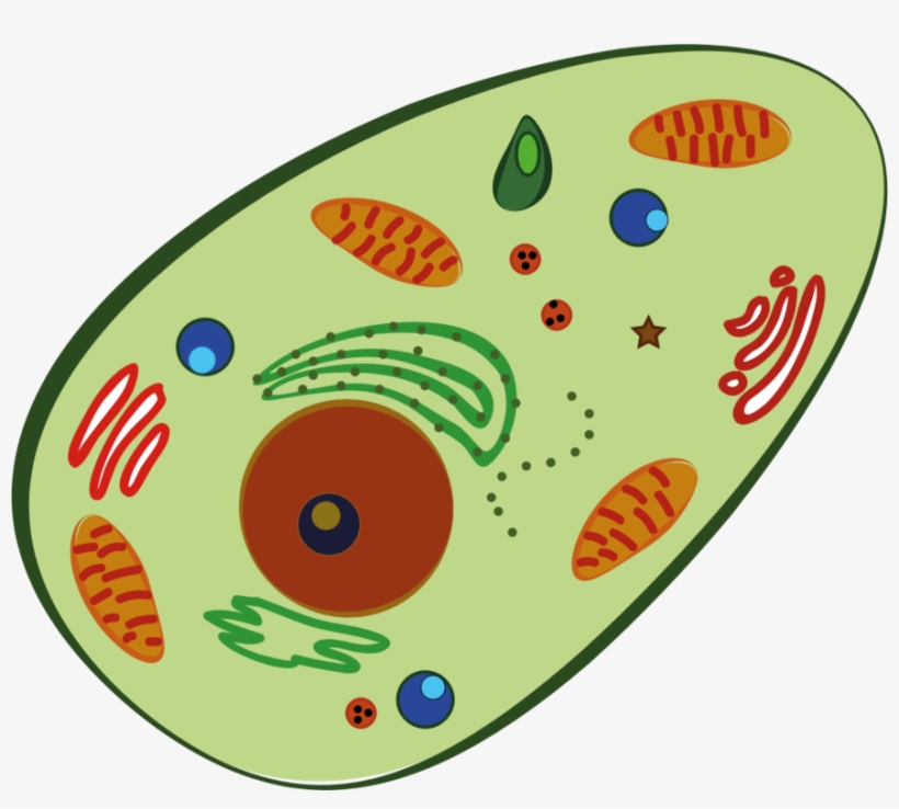 Blood Cell Human Body Homo Sapiens Plant Cell - Human Cell Clipart, transparent png download