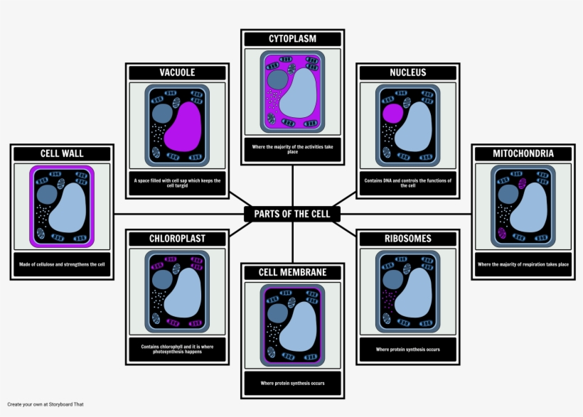 Parts Of A Plant Cell - Partes De La Celula Vegetal Png, transparent png download