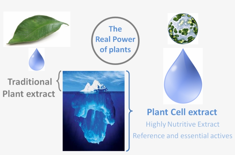 Through A Designed Process Of Cellular Reprogramming, - Advantages Of Plant Stem Cells, transparent png download