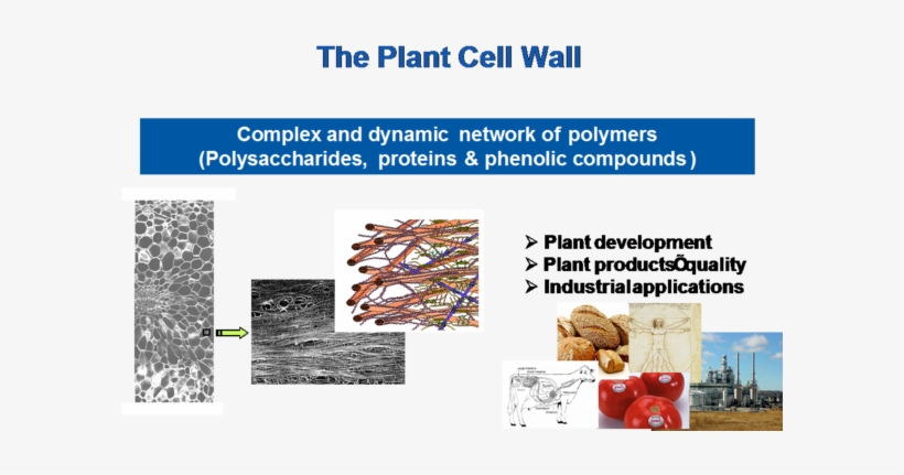 Paroi Cellulaires Des Plantes - Plants, transparent png download